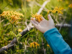 Auf zum Wandern in Alta Badia, rings ums Nature Hotel Delta! Hand berührt gelbe Blumen auf einer grünen Wiese