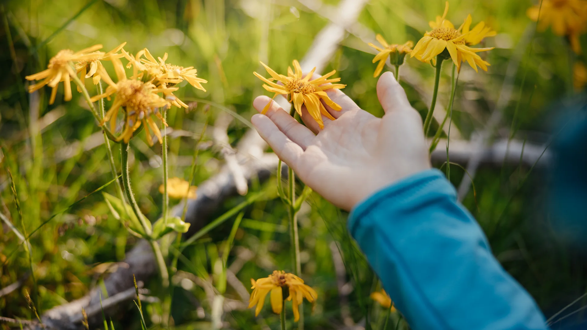 Die schönsten Eindrücke aus dem Nature Hotel Delta Hand berührt gelbe Blumen auf einer grünen Wiese
