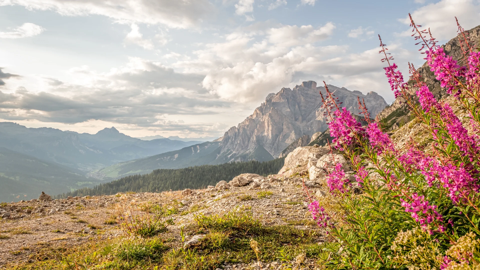 Auf zum Wandern in Alta Badia, rings ums Nature Hotel Delta! Berglandschaft mit rosa Blumen im Vordergrund und bewölktem Himmel