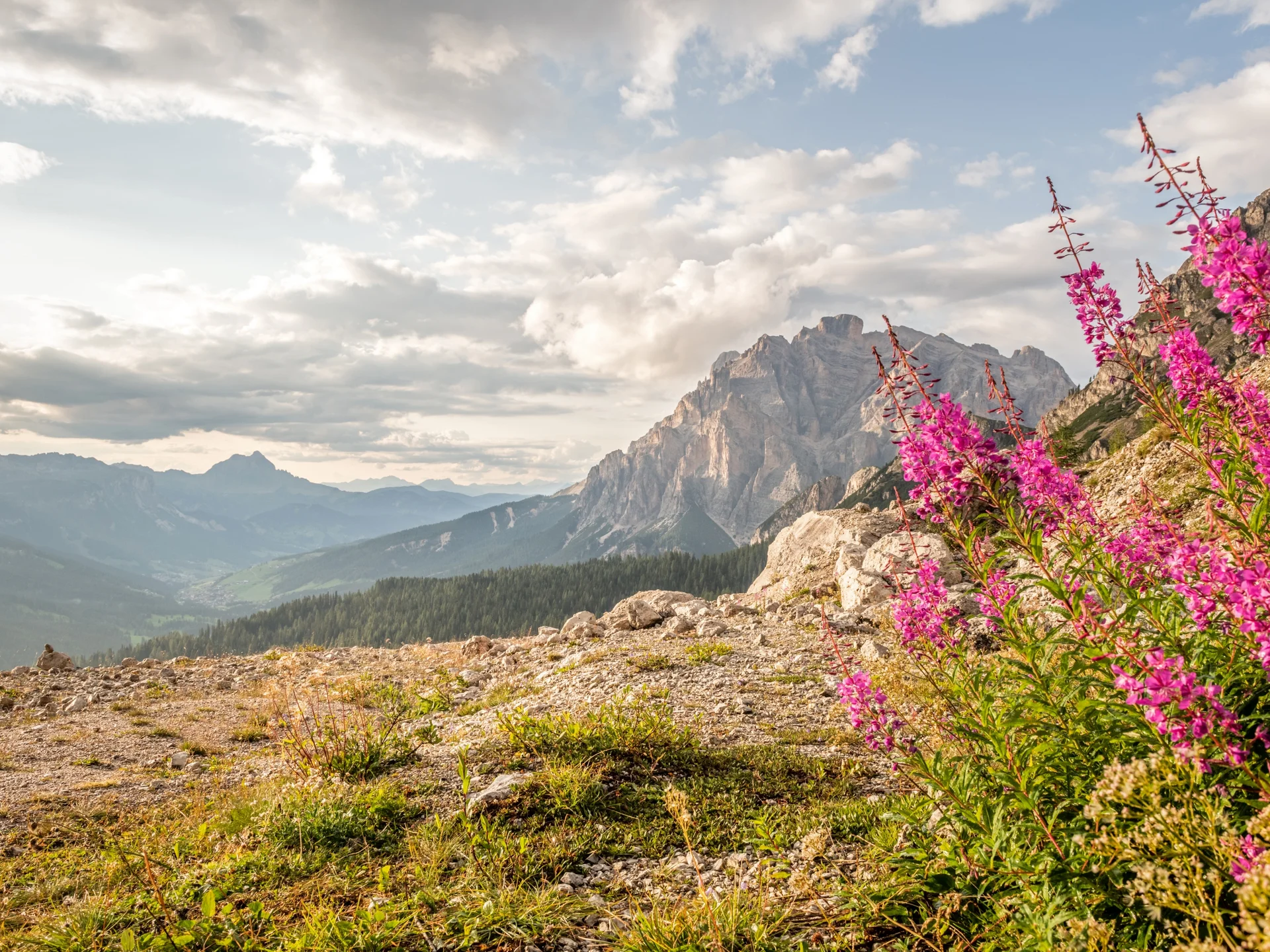 Berglandschaft mit rosa Blumen im Vordergrund und bewölktem Himmel