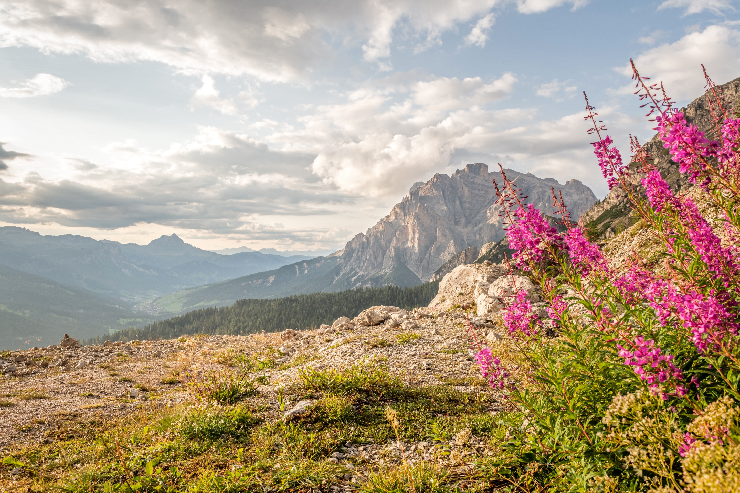 Le vostre vacanze in Alta Badia al Nature Hotel Delta Paesaggio montano con fiori rosa in primo piano e cielo nuvoloso