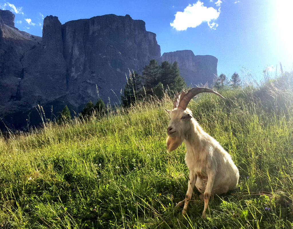 Bock Dolomiten